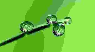 New Forest minister logo